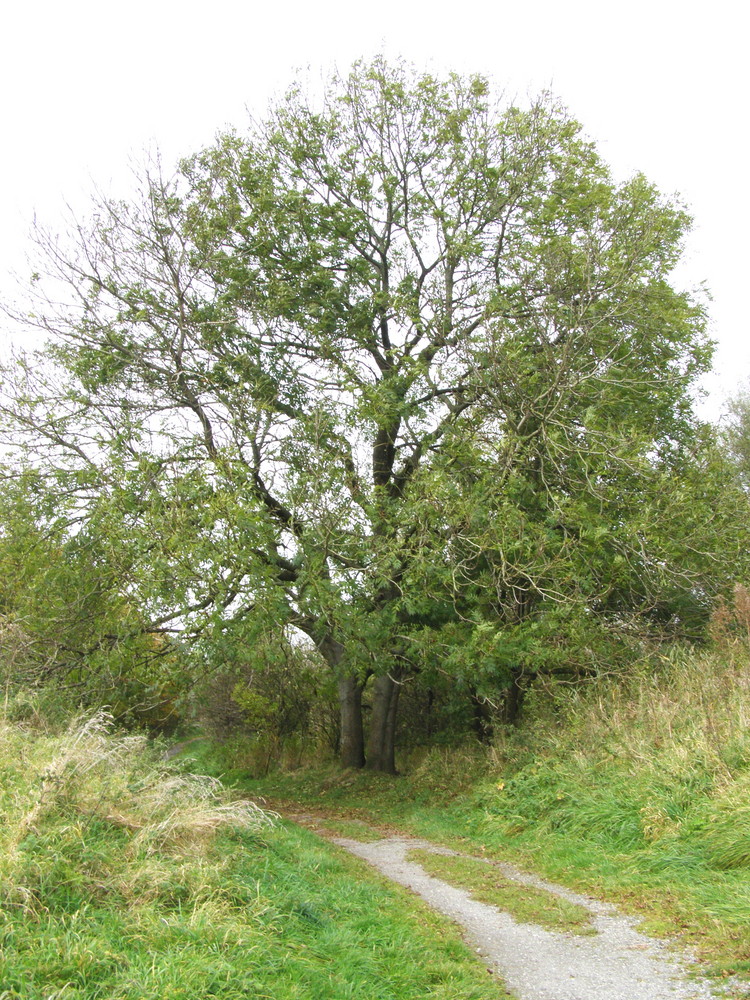 Ostfriesland im Herbst (3)