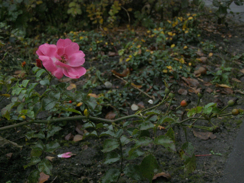 Ostfriesland im Herbst (8)