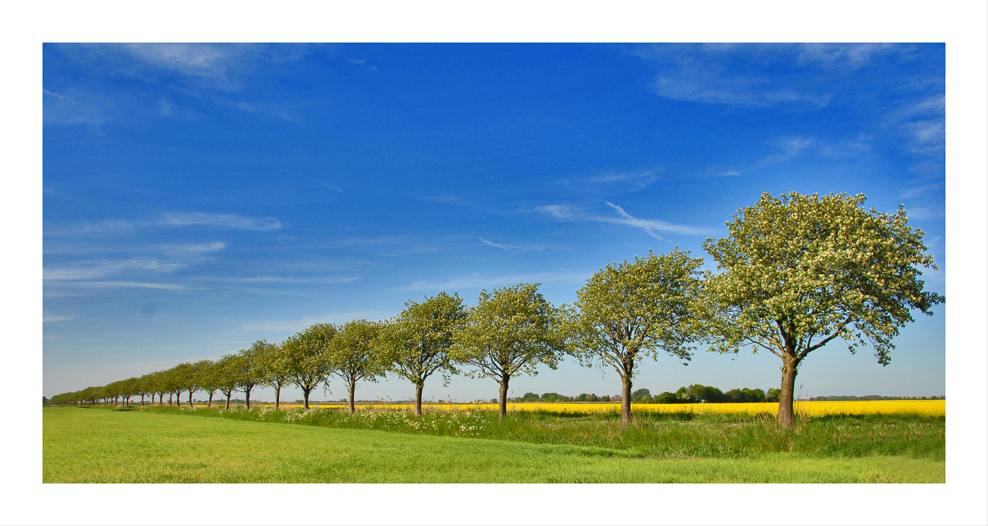 Ostfriesland im Mai