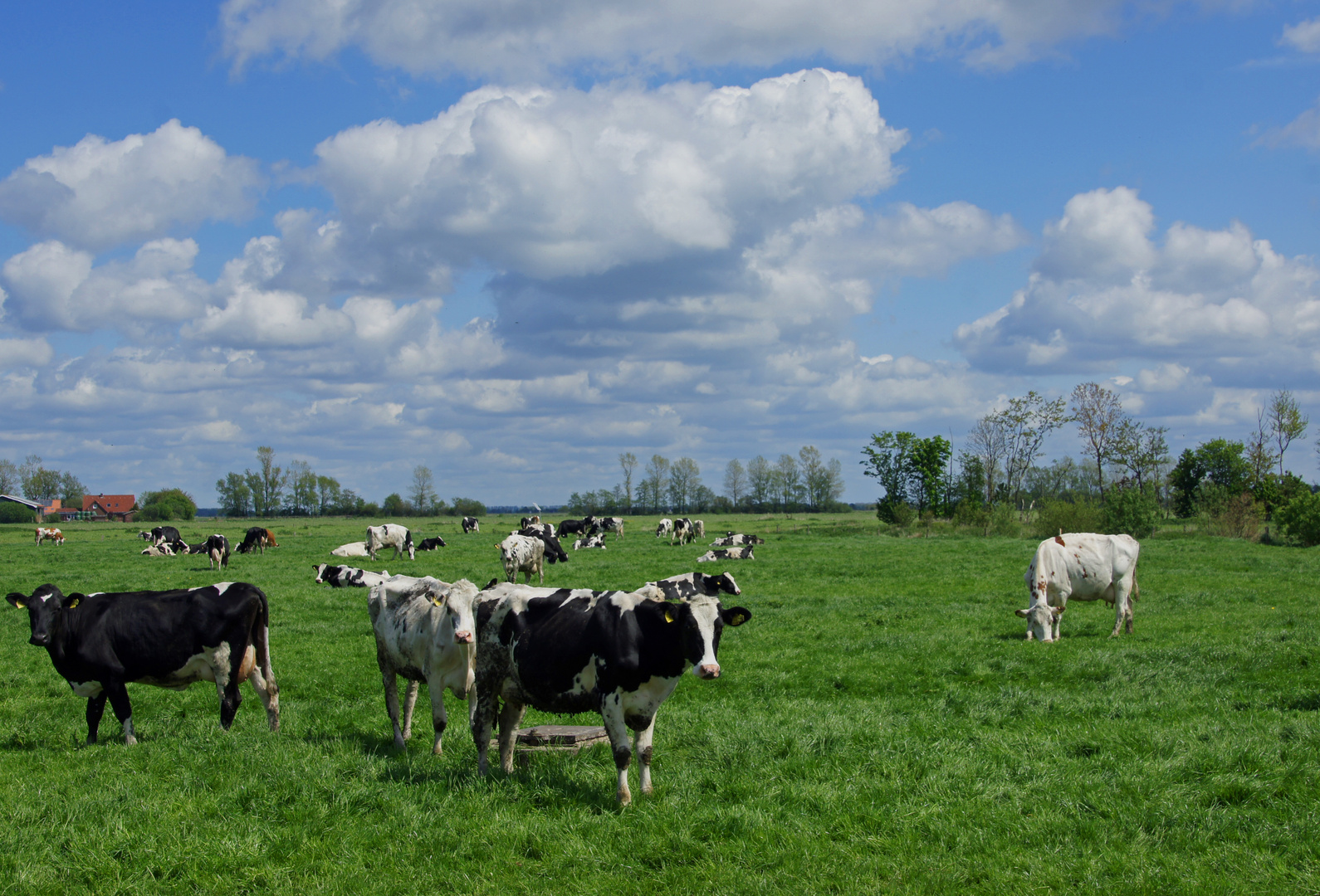 Ostfriesland Mai 2012 II