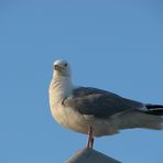 Ostfriesland und seine Weiskopfadler