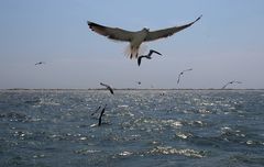 Ostfrieslands Küste, hier vor Langeoog