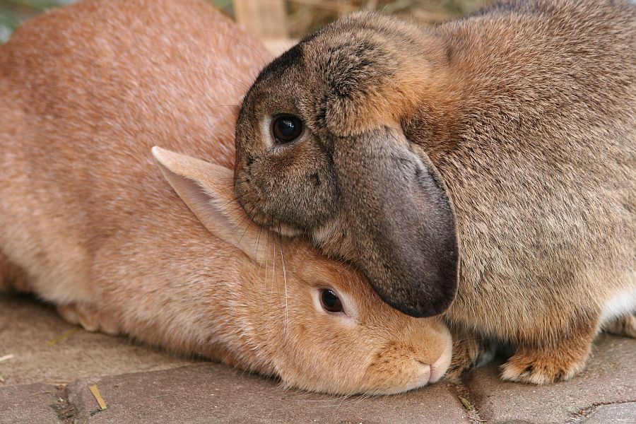 Osti braucht Liebe