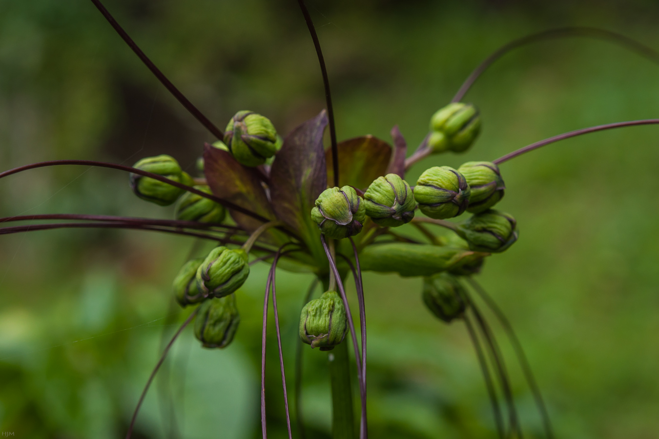 Ostindische Pfeilwurz