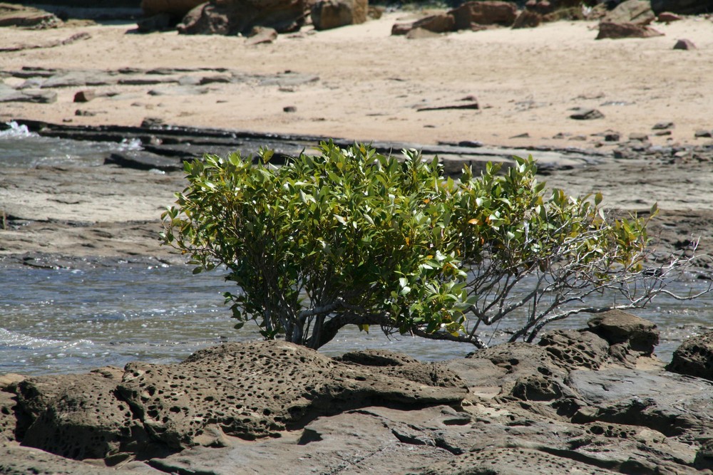 Ostküste Australien Busch