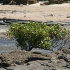 Ostküste Australien Busch