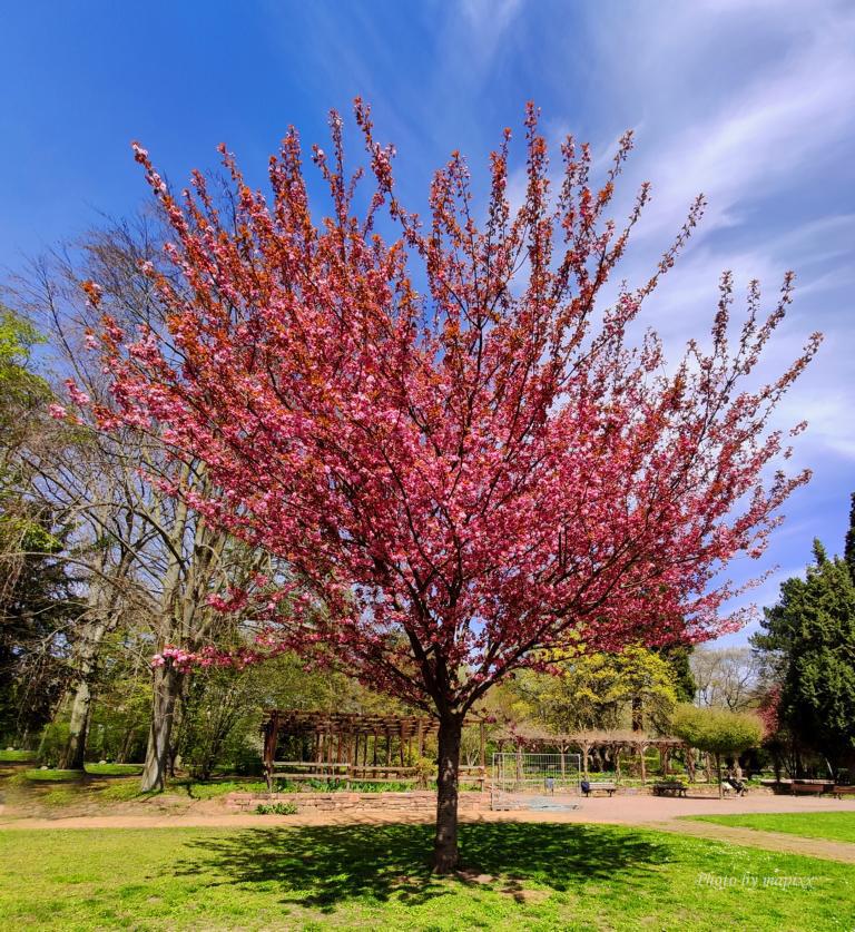 Ostpark im Frühling...Frankfurt ist schön...01