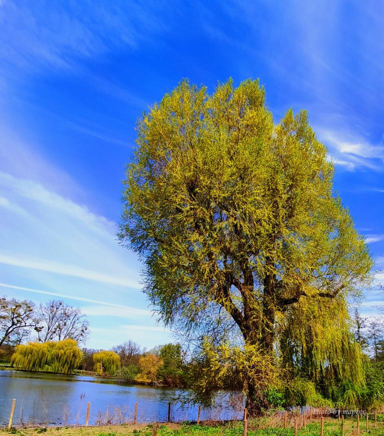 Ostpark im Frühling...Frankfurt ist schön...02