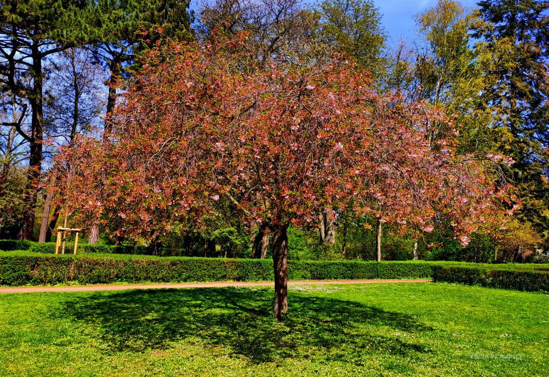 Ostpark im Frühling...Frankfurt ist schön...03