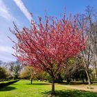 Ostpark im Frühling...Frankfurt ist schön...04