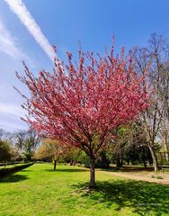 Ostpark im Frühling...Frankfurt ist schön...04