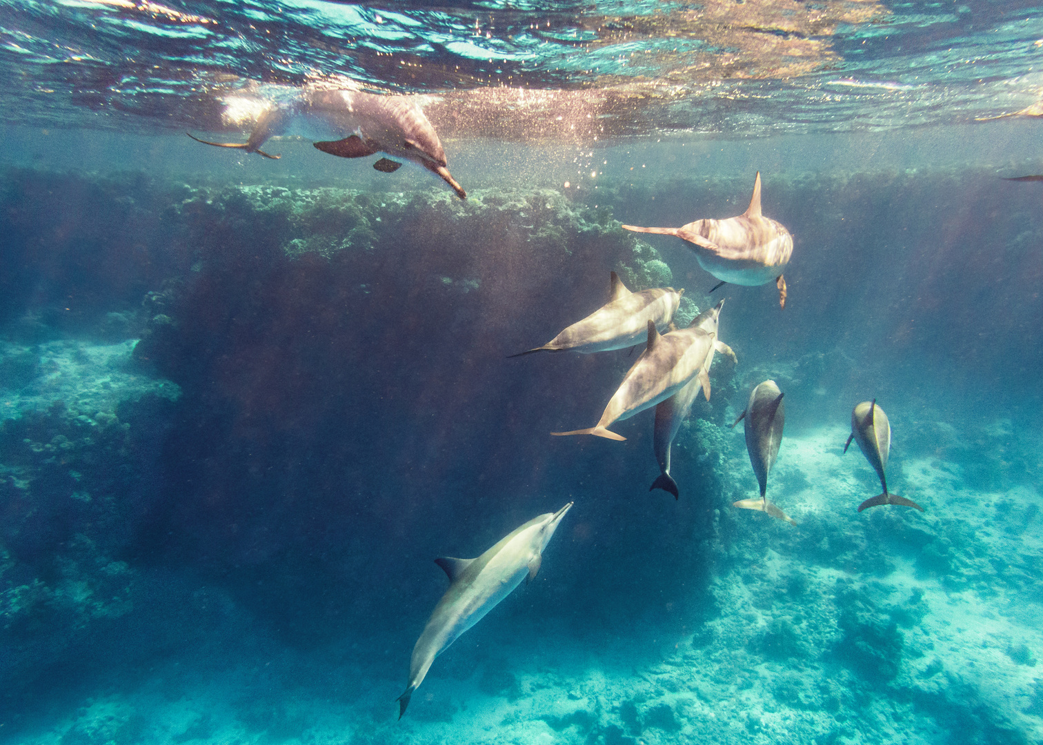 Ostpazifische Delfine am Shaab Marsa Alam