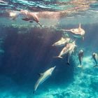 Ostpazifische Delfine am Shaab Marsa Alam