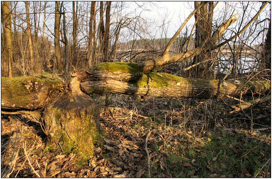 Ostpreußens Wälder bei NDR-Fernsehen