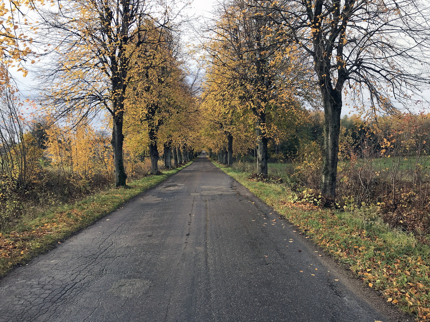 Ostpreußische Alleen