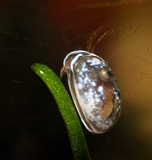 Ostracode-Muschelkrebs in meinem Aquarium