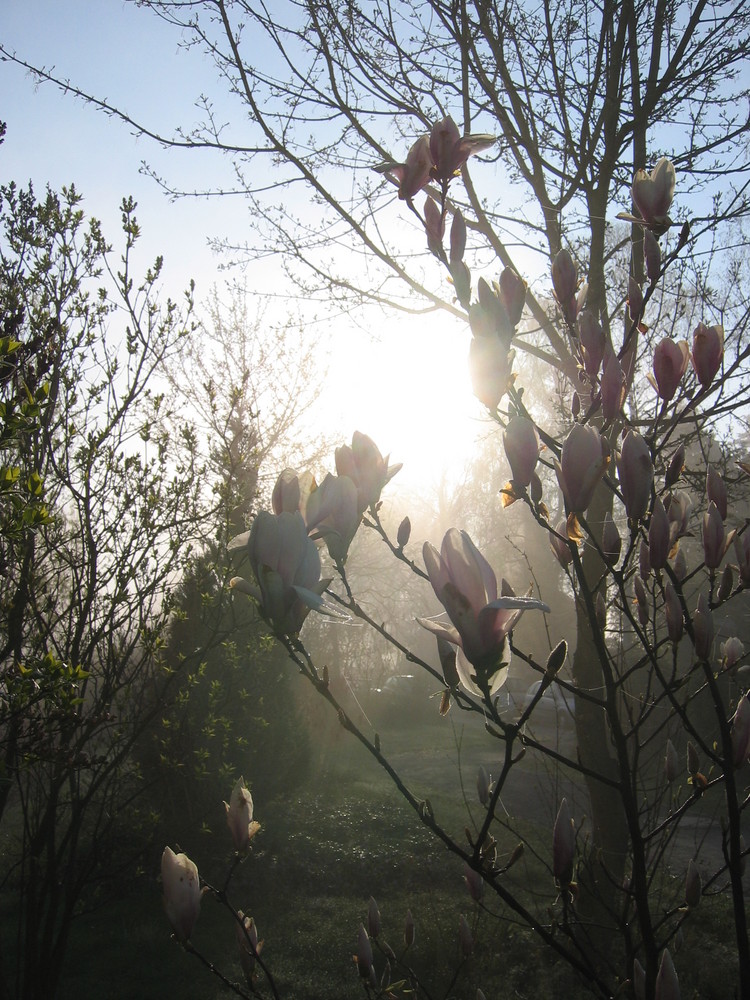 Ostrau im Nebel