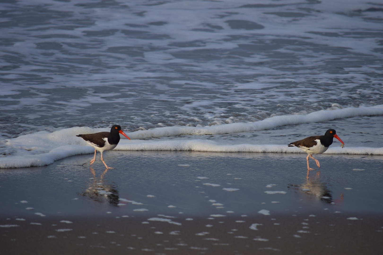 Ostrero (heamatopus Ostralegus)