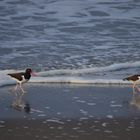 Ostrero (heamatopus Ostralegus)