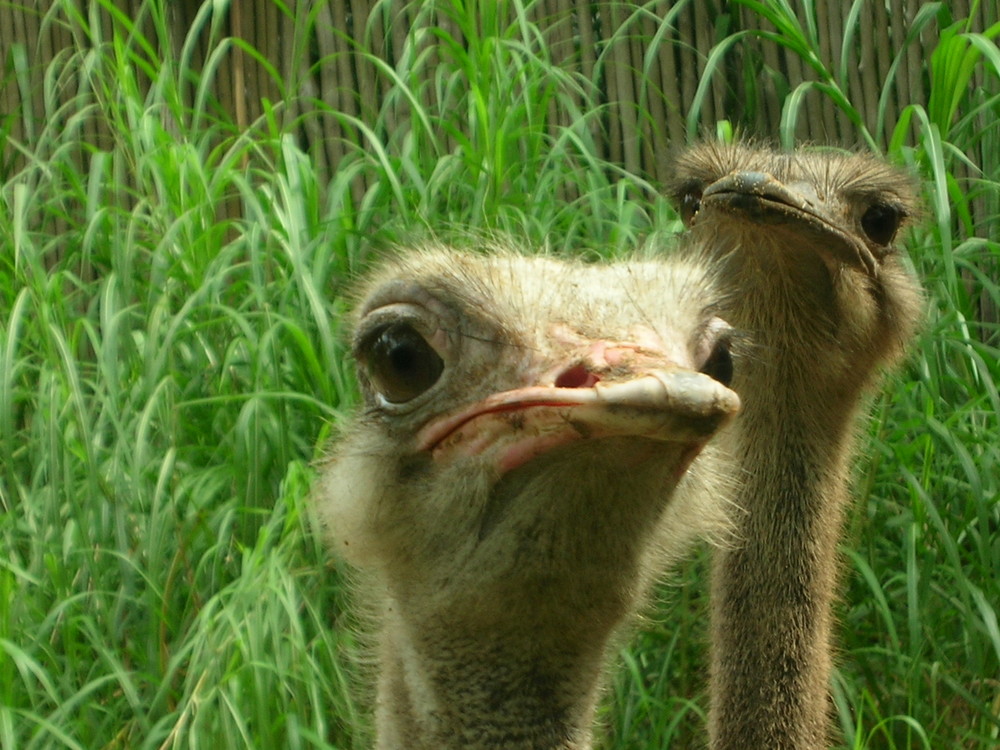 Ostrich