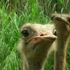 Ostrich