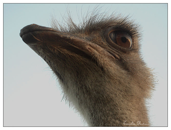 Ostrich