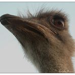 Ostrich