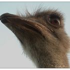 Ostrich