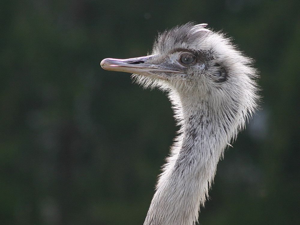 Ostrich