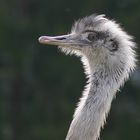 Ostrich