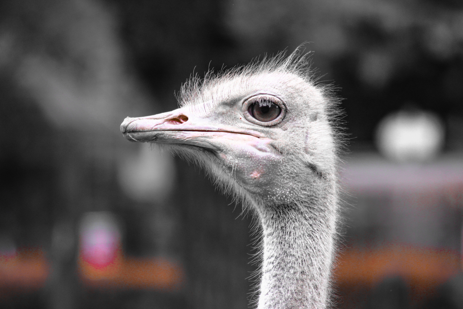 Ostrich.