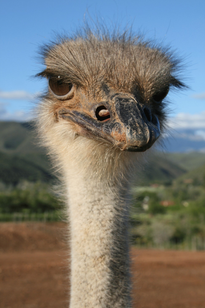 Ostrich