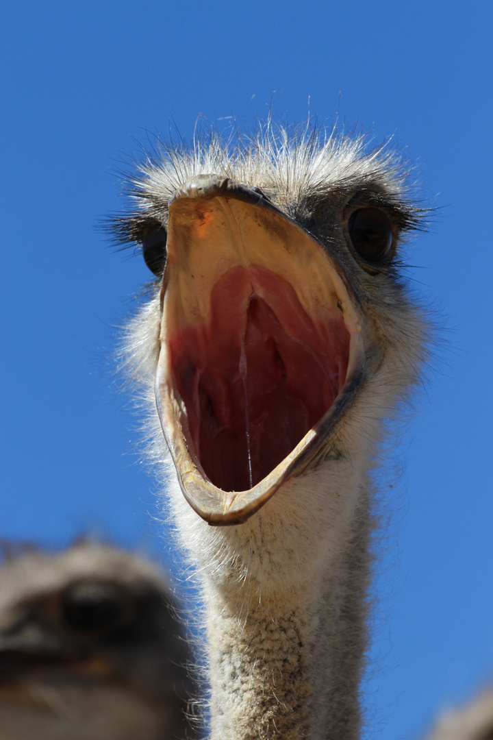 Ostrich