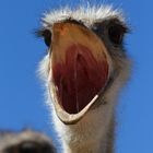 Ostrich