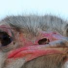 ostrich