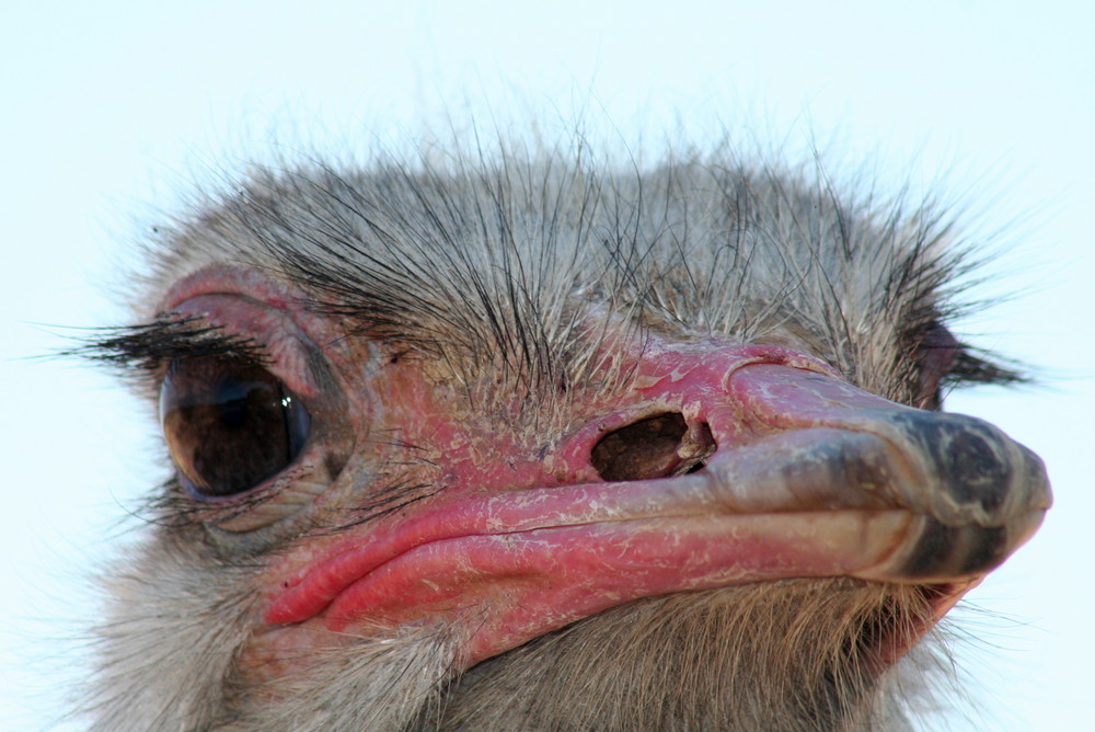 ostrich