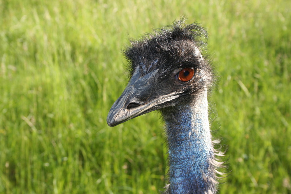 Ostrich