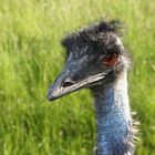 Ostrich