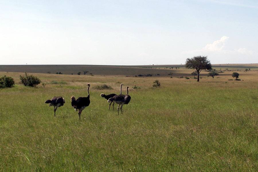 Ostrich