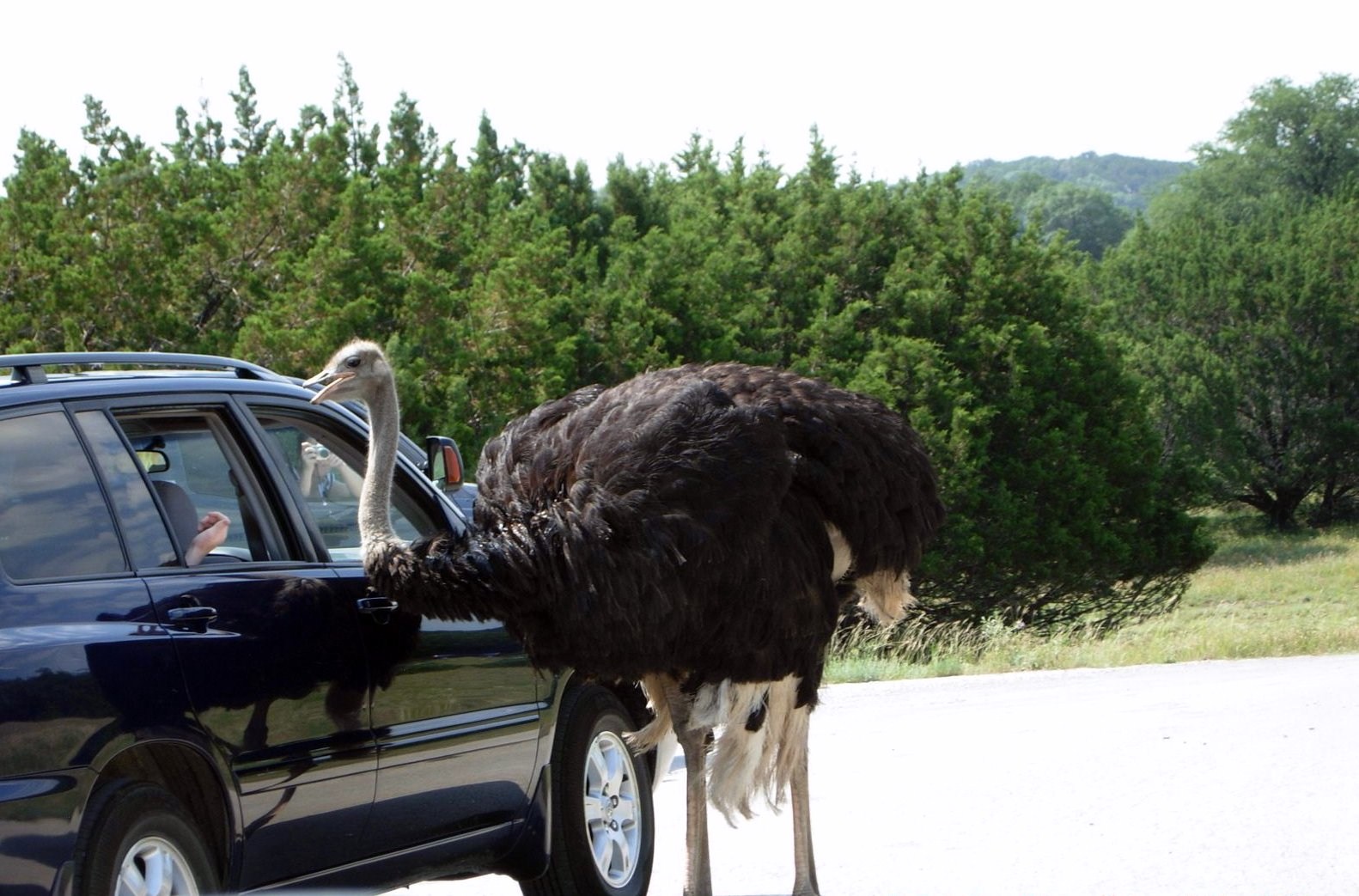 Ostrich at Fossil Rim