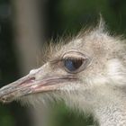 ostrich