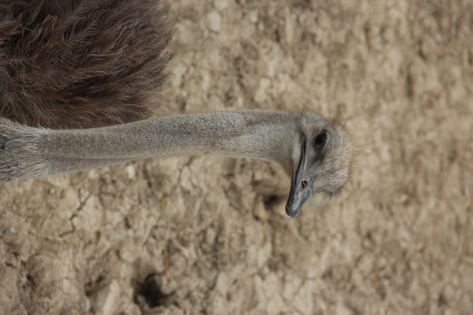 Ostrich Close-up 2