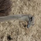 Ostrich Close-up 2