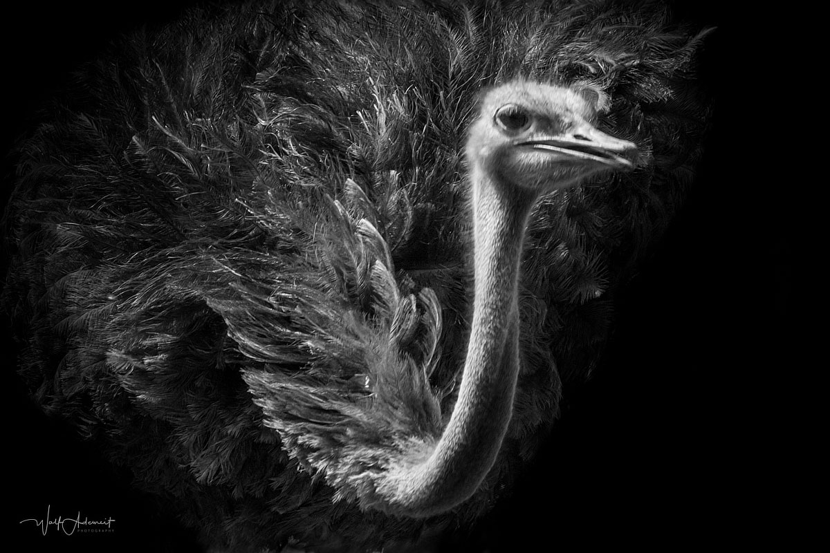 ostrich