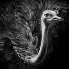 ostrich