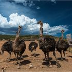 Ostrich - Farm