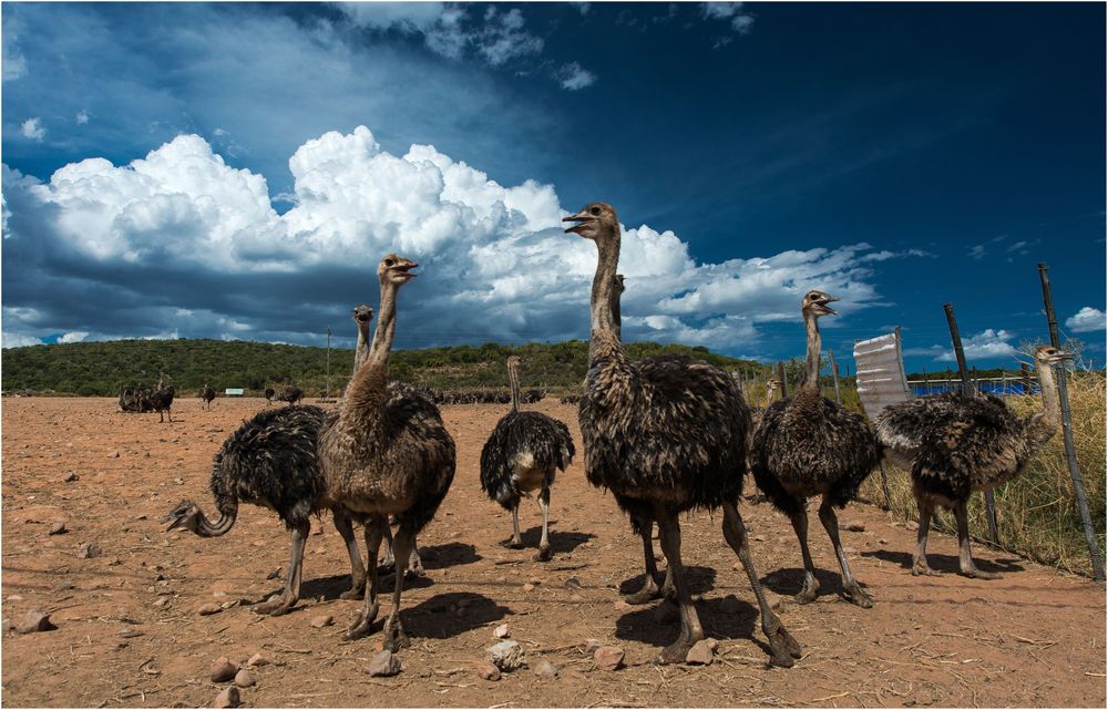 Ostrich - Farm