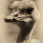 ostrich