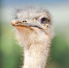 Ostrich in Oudtshoorn