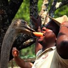 Ostrich-Kiss